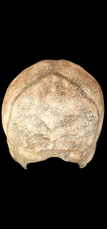 silicone skull mask realistic skeleton face