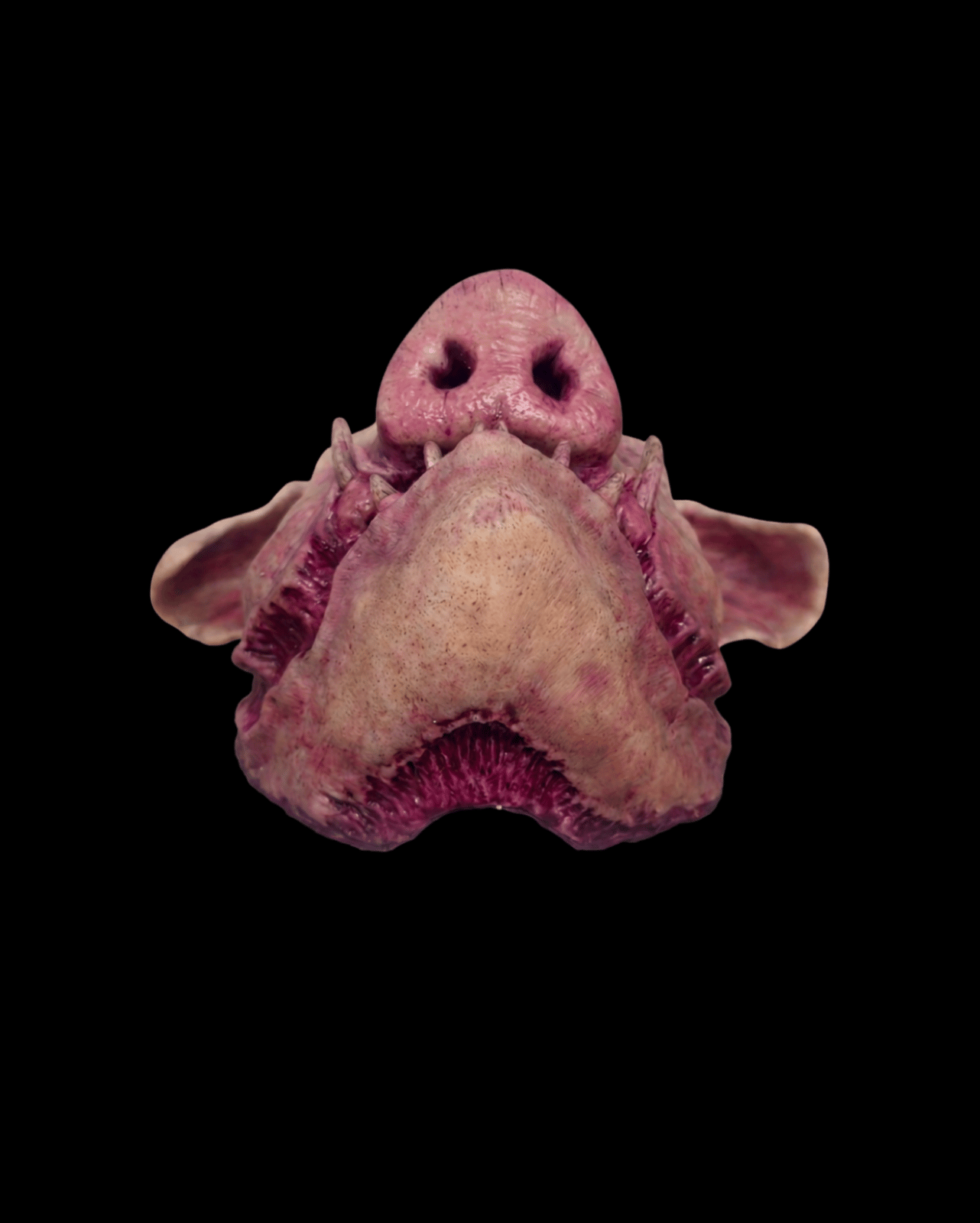A realistic fake pig snout prop, likely for Halloween or costume use, shown against a solid black background.