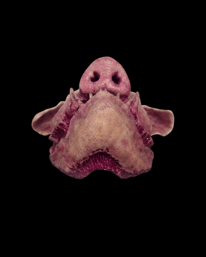 A realistic fake pig snout prop, likely for Halloween or costume use, shown against a solid black background.